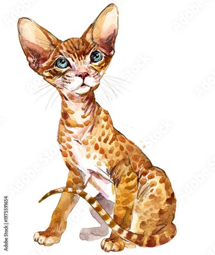 Fotografie Peterbald cat portrait