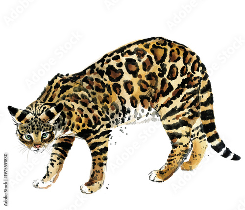 Cuadro en lienzo Ocicat walking