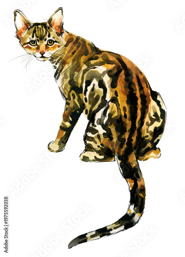Sokoke cat sitting. Hand-painted watercolor exotic kitten on transparent background