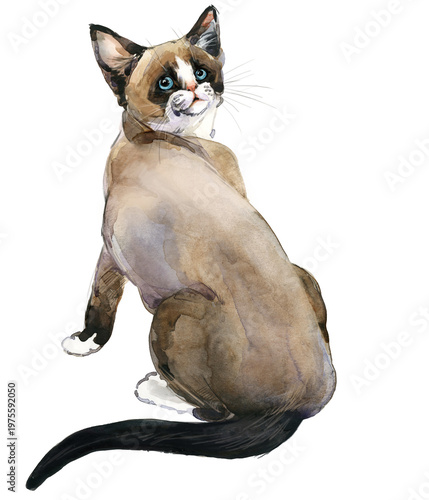 Tableau sur toile Snowshoe cat sitting