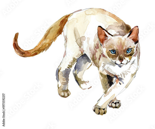 Fotografie Tonkinese cat walking
