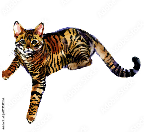Quadro su tela Toyger cat portrait