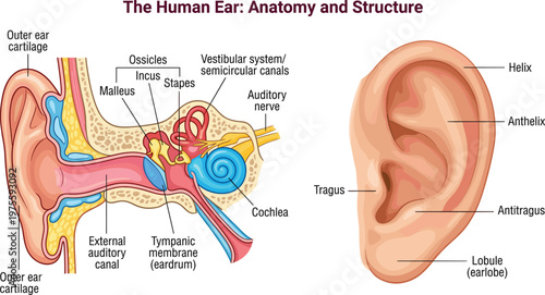 Anatomy of the human ear, internal and external ear structure diagram, medical vector illustration for biology education.