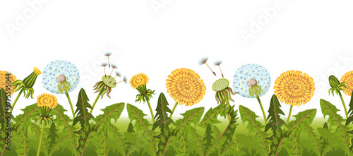 Dandelions seamless border. Summer flowers frame, fluffy yellow plants, horizontal background, floral design, summer or spring meadow plants decorative floral elements splendid vector concept