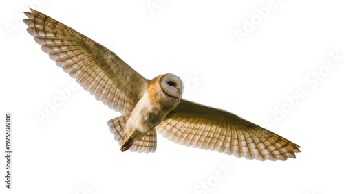 Cuadro en lienzo Barn owl with outstretched wings flying, isolated on transparent background
