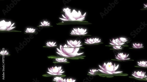 回転しながら舞い上がるたくさんの睡蓮の花、4K画質、背景透過のループ映像素材
