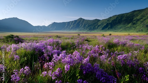  Jeju Sangumburi Crater Grassland Purple Bellflower Sea