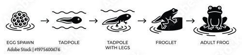 A sequential diagram illustrating the complete biological life cycle of a frog, from egg spawn through tadpole stages to a froglet and finally an adult amphibian, ideal for educational