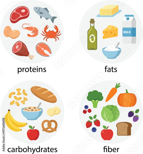 Colorful healthy food groups including proteins, fats, carbohydrates, and fiber vector.