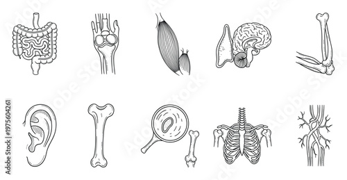 Detailed human anatomy outline drawings showcasing various body systems including digestive organs skeletal structures musculature and the brain ideal for medical education biology