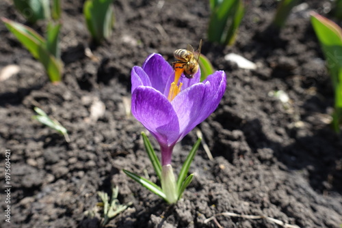 Honey bee pollinating one purple flower of Crocus vernus in March