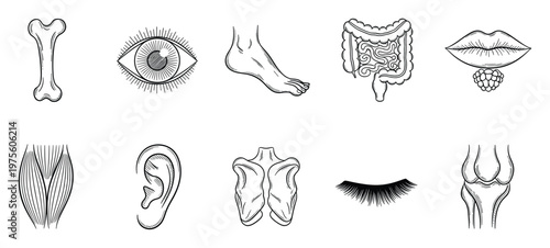 Hand drawn human anatomy collection depicting essential body parts, organs, and systems for biology education, medical studies, health articles, and science presentations.