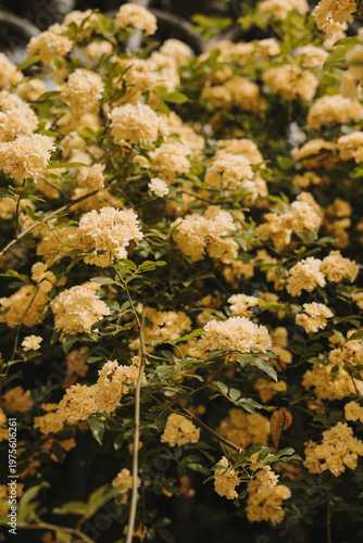 Abundant Clusters Of Lady Banks Roses Blooming With Small Yellow Flowers In A Lush Spring Garden