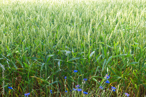 Wheat plants in agricultural field close up, ripening wheat plants in the farmer‘s field, ecological cereals for producing healthy food, nature and plant background concept