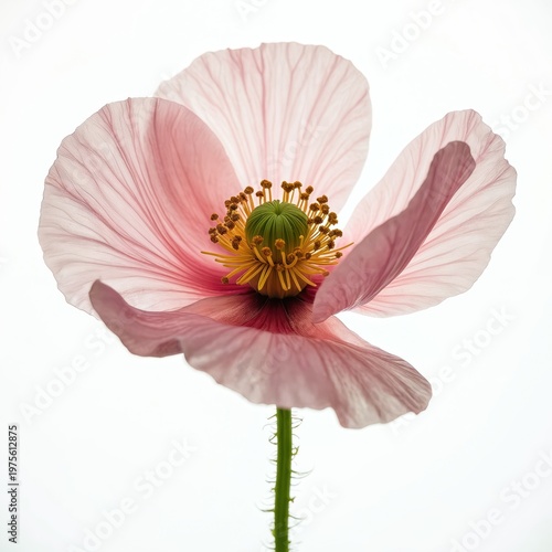 Delicate pink poppy flower with translucent petals and visible stamen. Single blossom shown against pure white background with clear detail and soft edges.