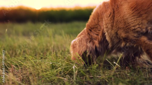 Smart cocker spaniel dog sniffs grass walking with owner in rural meadow at sunset healthy hound dog with owner in evening country park spaniel dog walks with owner along field at twilight closeup