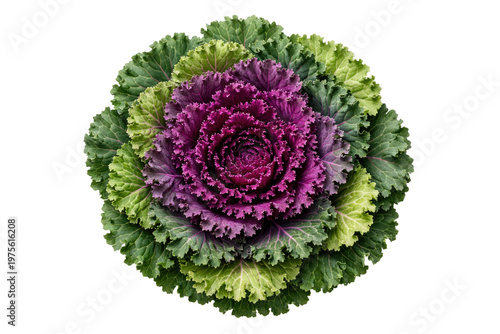Ornamental kale with vibrant purple and green leaves, decorative flowering cabbage head, fresh organic brassica plant for garden landscaping isolated PNG with Transparent Background