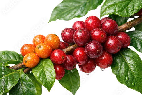 Fresh coffee cherries on branch, ripe red and orange coffee beans with green leaves, organic arabica coffee plant harvest isolated PNG with Transparent Background