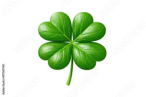 Vibrant green four-leaf clover, lucky shamrock with heart-shaped leaves, organic plant texture for St. Patrick's Day and good fortune concepts isolated PNG with Transparent Background