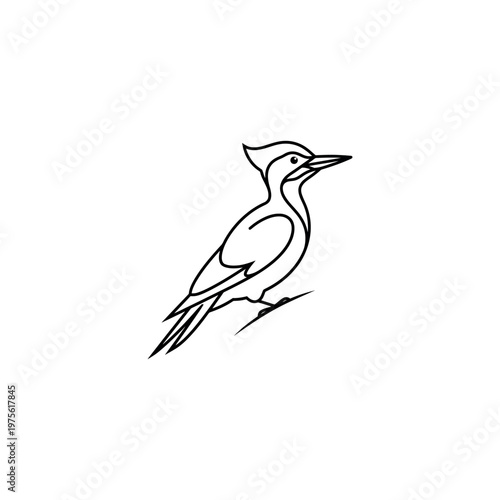 Woodpecker Bird Perched on Branch Sideways.