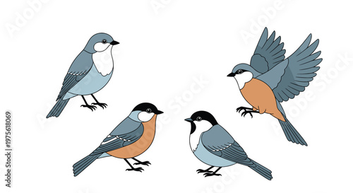 Four cute small birds with grey wings and white or orange bellies shown in different standing and flying poses.