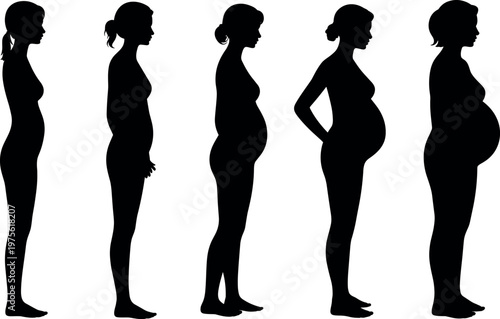 Pregnancy stages silhouettes of woman from early to late trimester, maternity concept, body changes, motherhood journey, prenatal development and female health progression