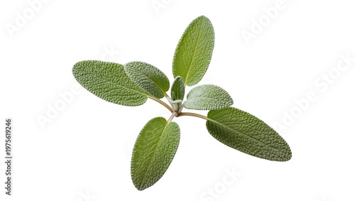 Photos Fresh green sage herb sprig with textured leaves, isolated on transparent backgr
