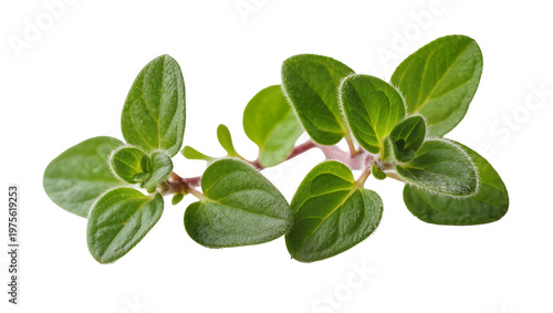 Fresh green oregano herb sprig with small oval leaves, isolated on transparent background