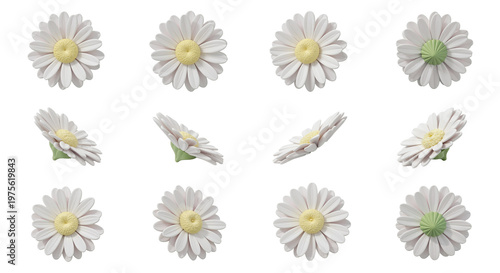 3D multi angle white daisy flower asset sheet