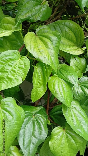 Betel leaf plants (Piper betle) grow well in the garden.