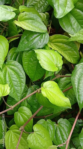 Betel leaf plants (Piper betle) grow well in the garden.