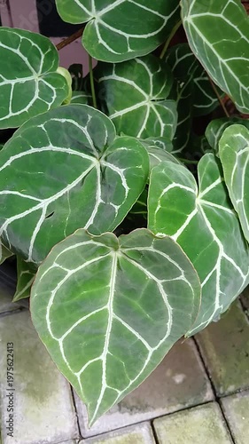 Anthurium crystallinum, the heart-shaped leaves plant, as known as 