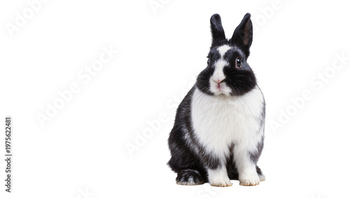 Black and white Dutch rabbit sitting, isolated on transparent background