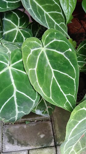 Anthurium crystallinum, the heart-shaped leaves plant, as known as 
