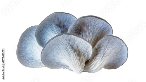 Cluster of blue oyster mushrooms with delicate gills, isolated on transparent background