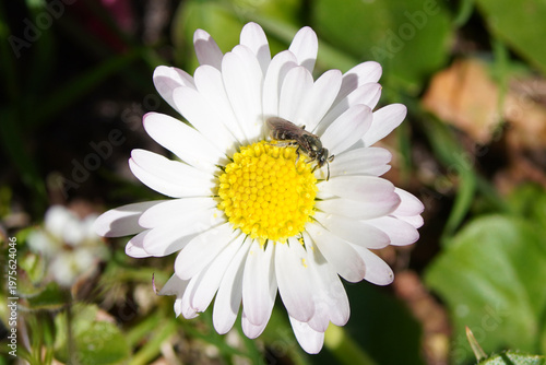 White-footed Furrow, White footed Furrow Bee, Lasioglossum leucopus on flower of common daisy Bellis perennis. Spring, April, Netherlands.