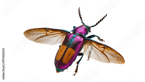 Canvas Print Iridescent purple and teal beetle with orange wing casings, isolated on transpar