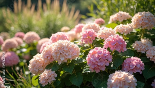 Pink and white hydrangeas bloom with ornamental grass in a sunny garden. Lush green leaves frame the soft flower clusters. Natural beauty in summer or fall.