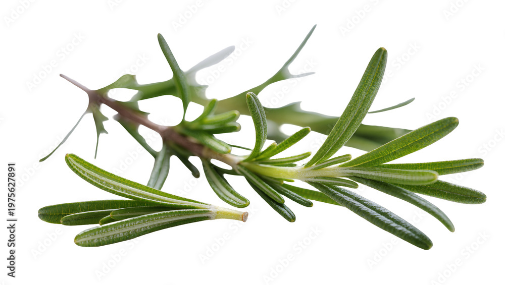 Fototapeta premium Fresh green rosemary sprigs with jagged leaves, isolated on transparent background