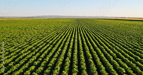 Low aerial drone flying over rows of soybeans