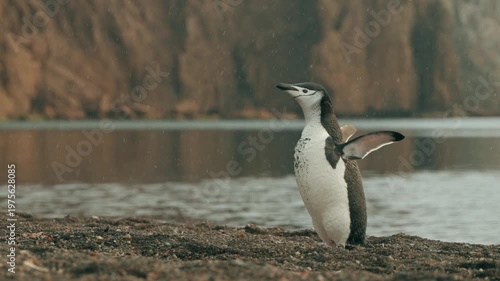 Lone chinstrap penguin stands on dark volcanic beach at Whalers Bay, Deception Island, shaking its head and spreading flippers while gazing around dramatic red cliff backdrop