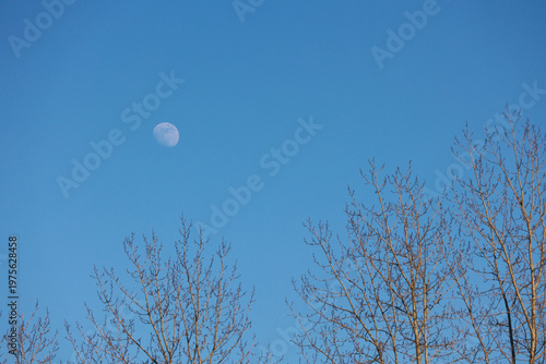 Obraz na plátne Moon in clear blue sky over bare tree branches in daytime