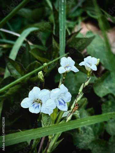 The Chinese violet,Asystasia gangetica,Small flower,shrub plant,traditional herb,green leaf