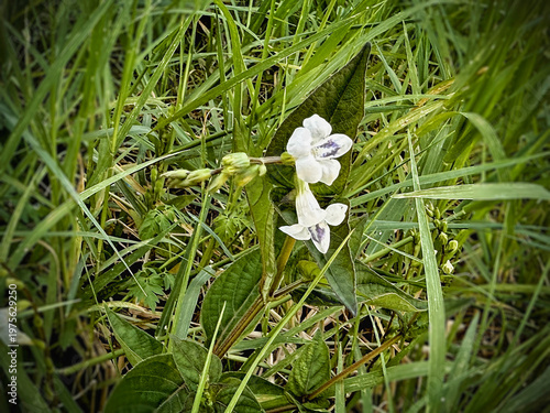 The Chinese violet,Asystasia gangetica,Small flower,shrub plant,traditional herb,green leaf