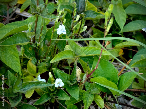 The Chinese violet,Asystasia gangetica,Small flower,shrub plant,traditional herb,green leaf