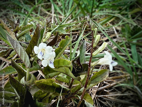 The Chinese violet,Asystasia gangetica,Small flower,shrub plant,traditional herb,green leaf