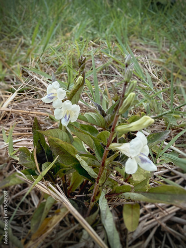The Chinese violet,Asystasia gangetica,Small flower,shrub plant,traditional herb,green leaf