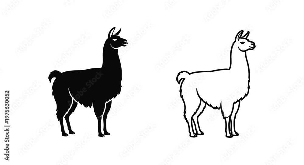 Fototapeta premium Llamas vs Alpacas Key Differences Guide Vector
