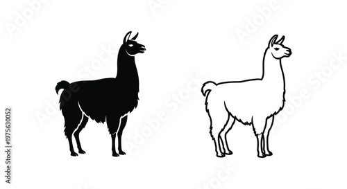 Llamas vs Alpacas Key Differences Guide Vector