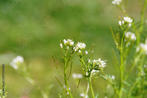 Closeup white flowers of wavy bittercress or wood bitter-cress (Cardamine flexuosa). Spring, April, Dutch garden. Netherlands